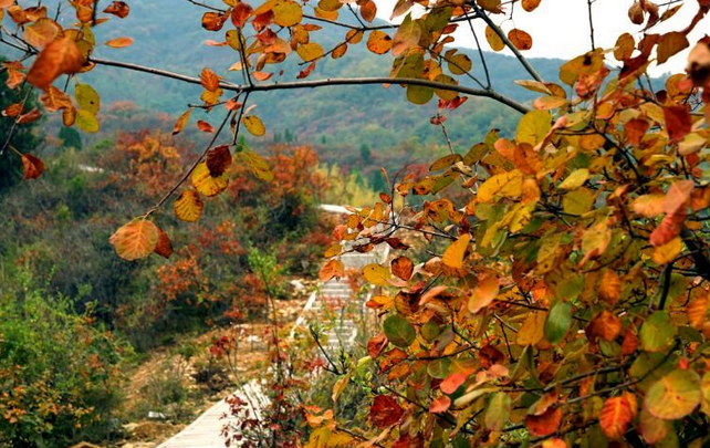 荆紫仙山赏红叶，看万山红遍！