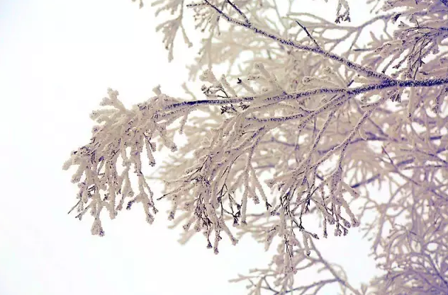 君山之上恰逢云雪雾凇