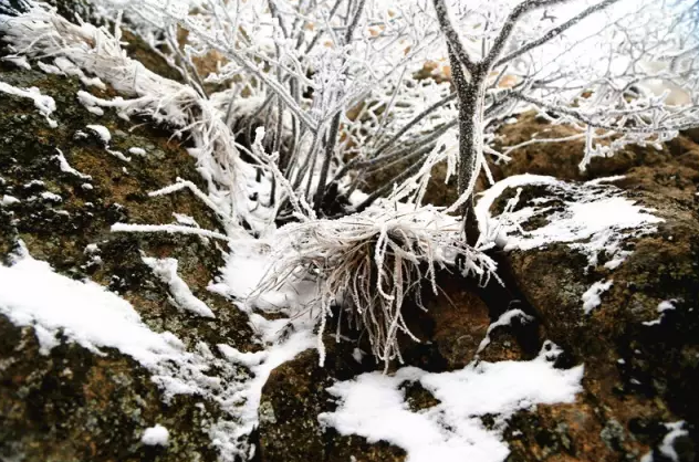 君山之上恰逢云雪雾凇