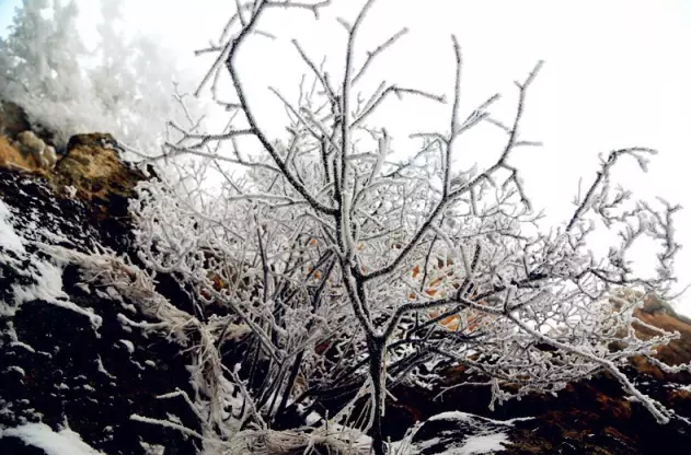 君山之上恰逢云雪雾凇