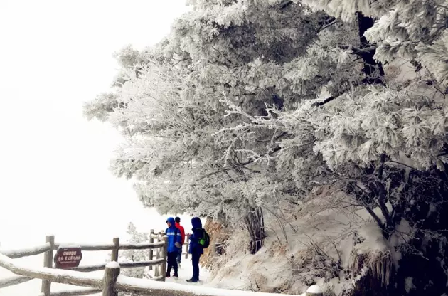 君山之上恰逢云雪雾凇