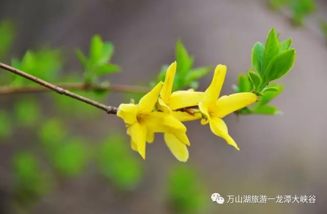 不负春色不负卿||荆紫仙山景区和龙潭大峡谷景区献礼女人节 3月8日免费畅游