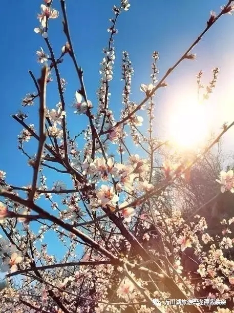 不负春色不负卿||荆紫仙山景区和龙潭大峡谷景区献礼女人节 3月8日免费畅游