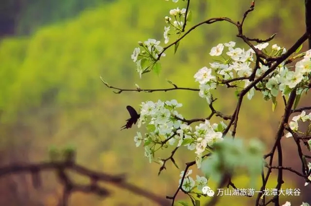 不负春色不负卿||荆紫仙山景区和龙潭大峡谷景区献礼女人节 3月8日免费畅游