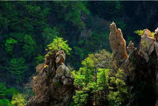 老界岭免门票了！去踏青植树“森”呼吸吧！