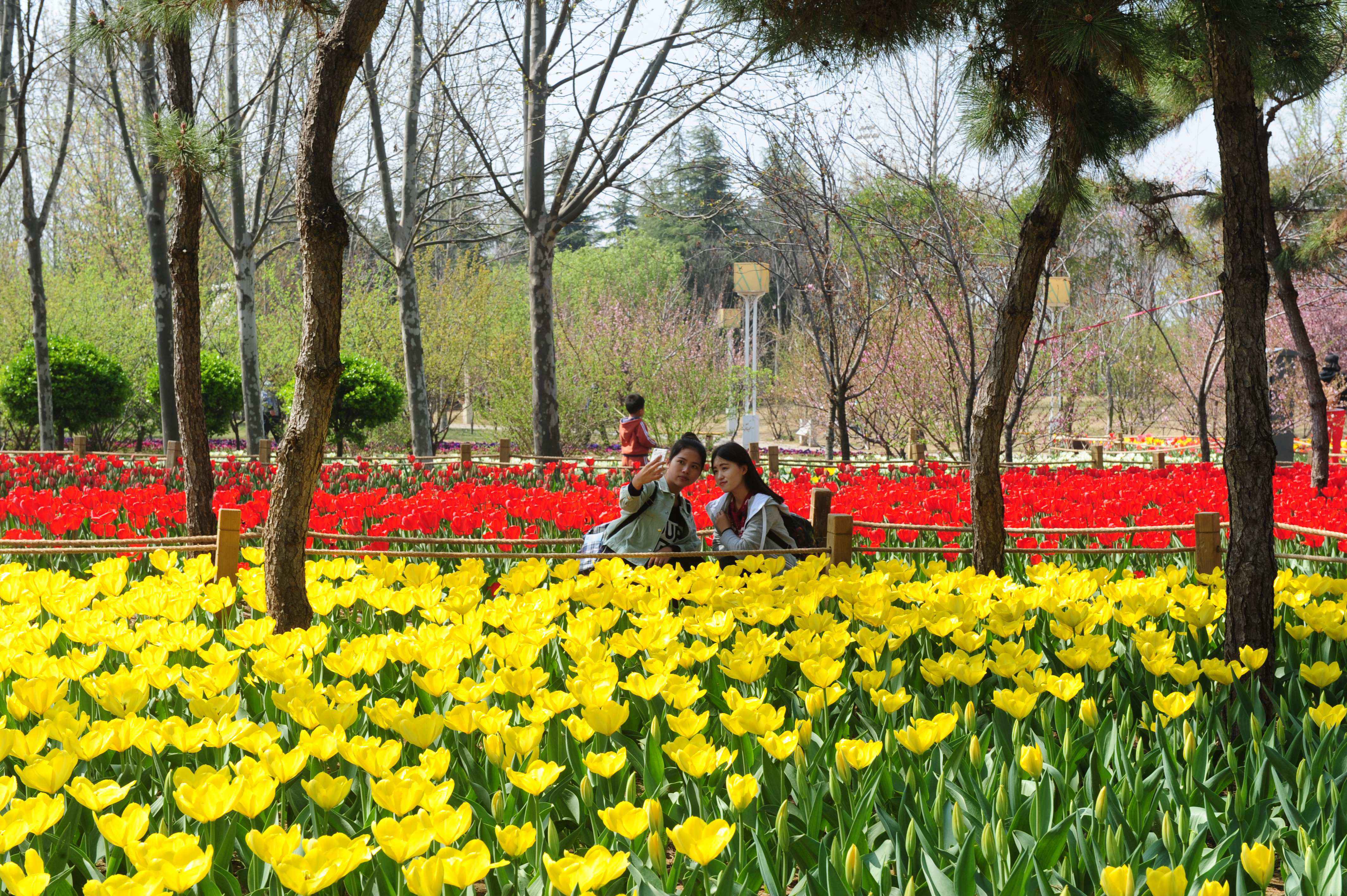 去了绿博园郁金香花海，其他都是将就的地方