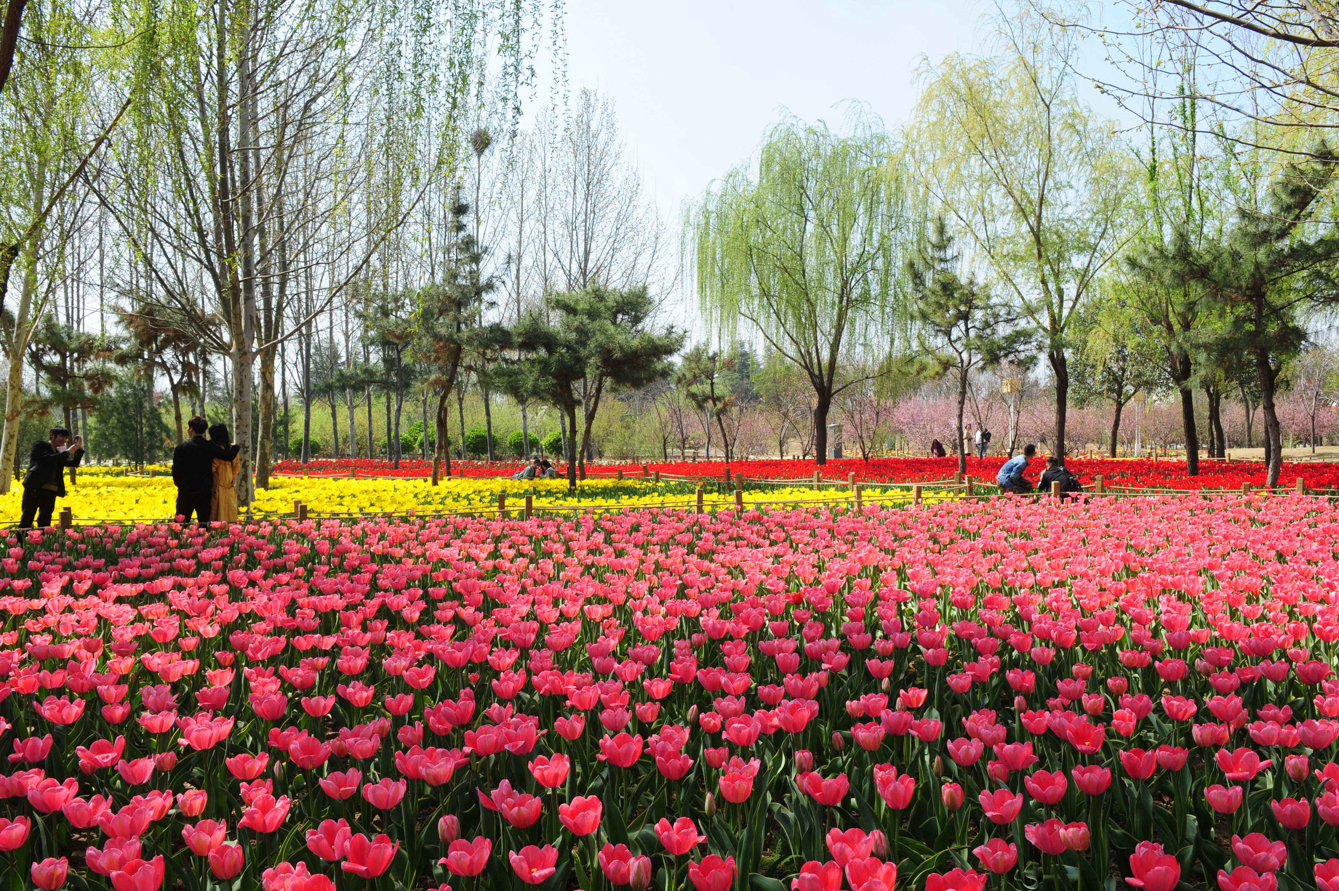 去了绿博园郁金香花海，其他都是将就的地方