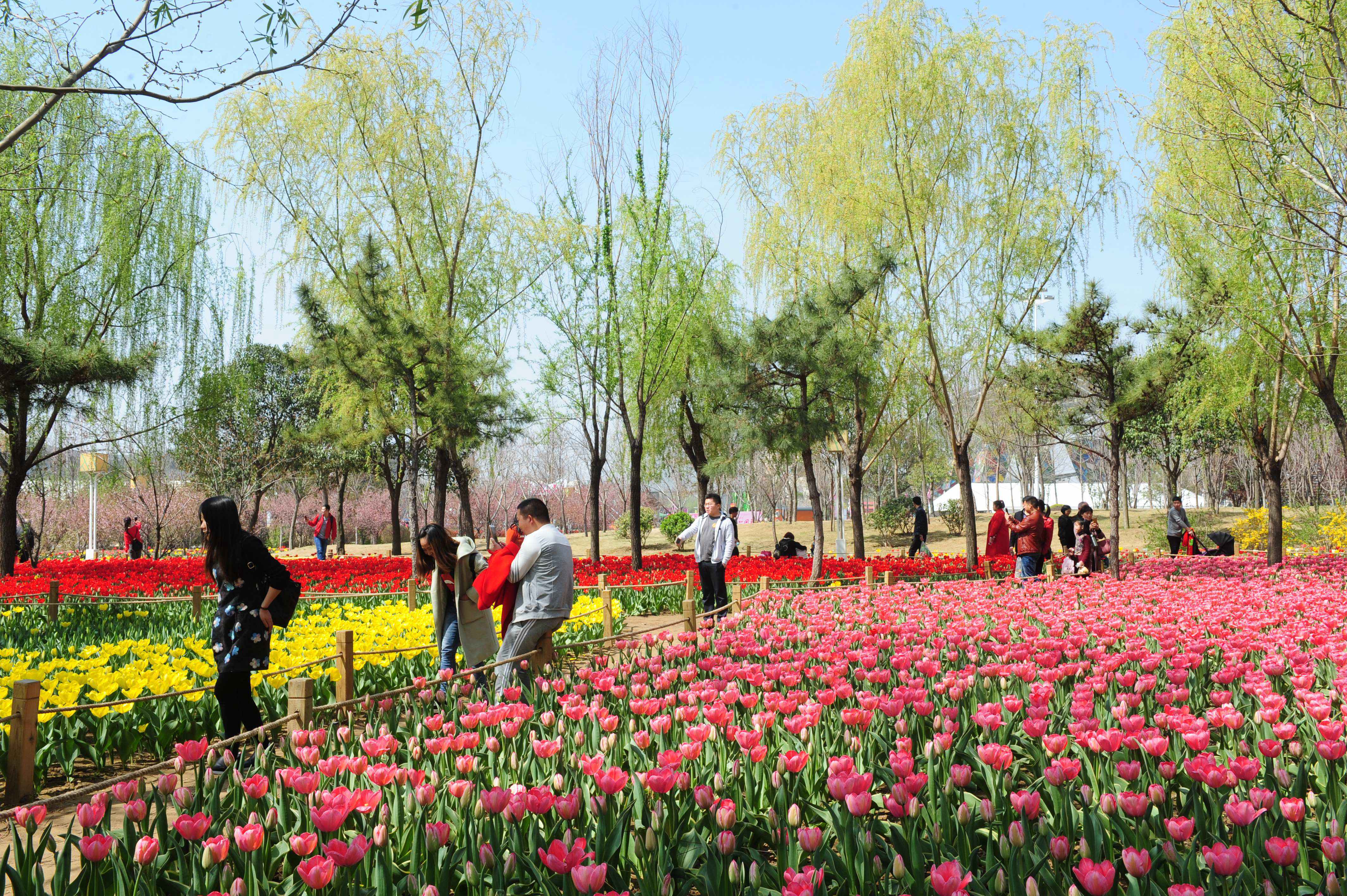 去了绿博园郁金香花海，其他都是将就的地方