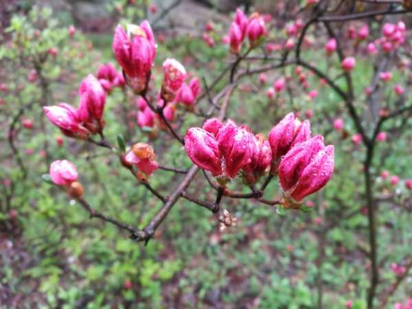 4月25日汝阳杜鹃花盛开 寻根问祖西泰山