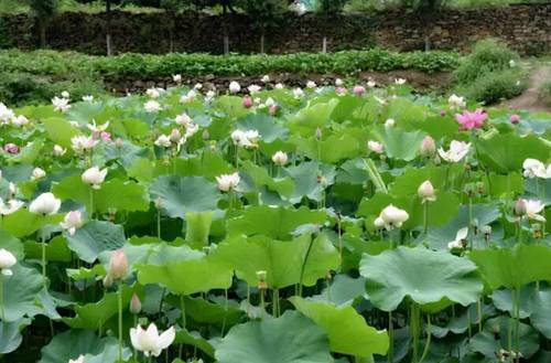 巩义：夏雨呢喃 浮戏如梦