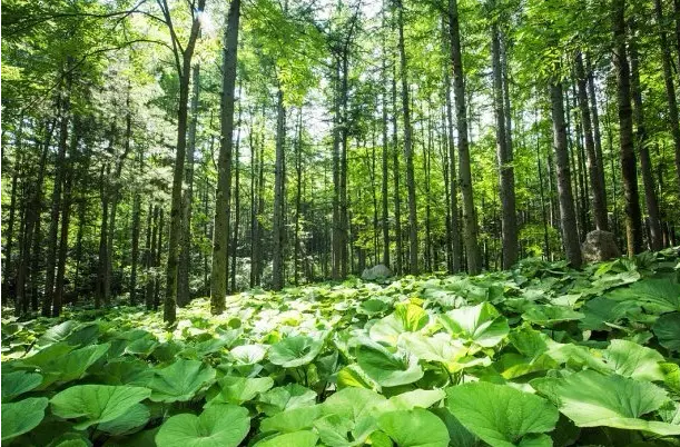 秋高气爽的好时节就要来白云山看天高气清