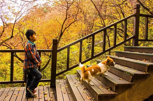 今日立秋，来老君山感受一路清凉......