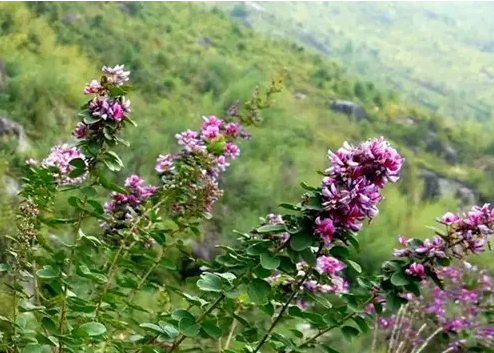 云梦山胡枝子开花惊艳谁