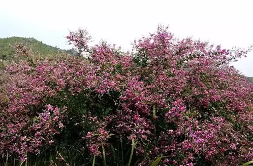 云梦山胡枝子开花惊艳谁