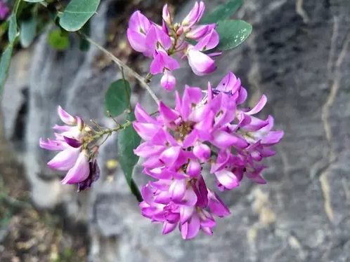 云梦山胡枝子开花惊艳谁