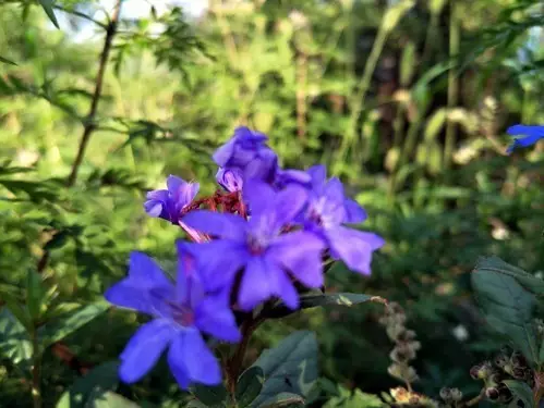 云梦山胡枝子开花惊艳谁