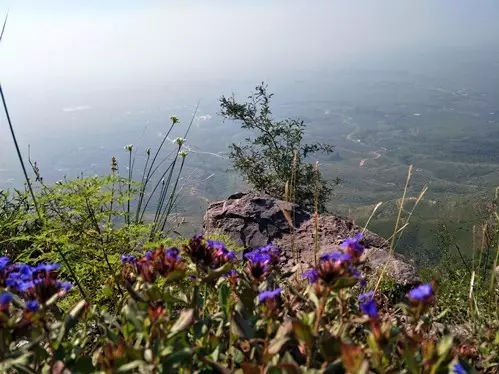 云梦山胡枝子开花惊艳谁