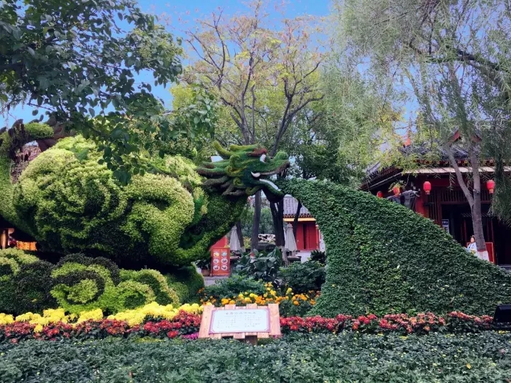 大家好，这是今年菊花文化节的菊展造型 @你