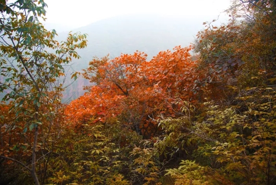 【秋韵•大熊山】有一种美，叫熊山秋色