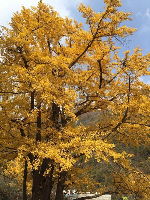 赏千年银杏 览白云盛景 “洛阳嵩县白云山第九届银杏文化节”主题活动开幕