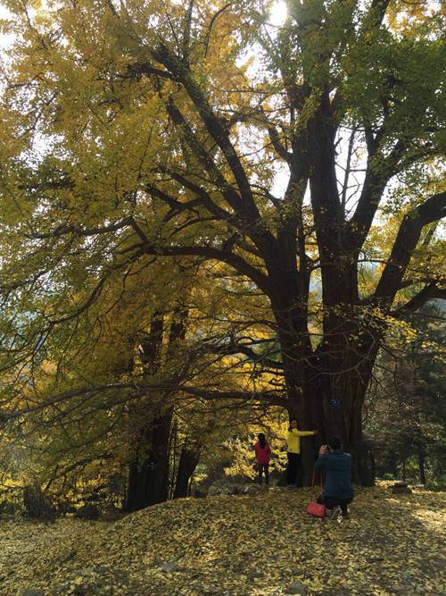 赏千年银杏 览白云盛景 “洛阳嵩县白云山第九届银杏文化节”主题活动开幕