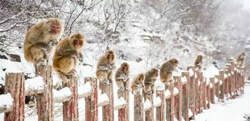 下雪了 五龙口小雪猴萌翻游客 半价优惠进行中