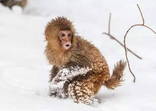 小猴子在雪地里撒欢