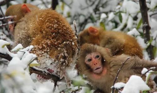 下雪了 五龙口小雪猴萌翻游客 半价优惠进行中