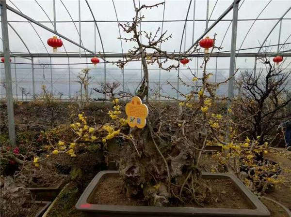 梅开花都 香飘九州 第七届中国·鄢陵蜡梅梅花文化节将于2018年1月22日开幕