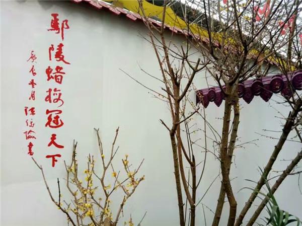 梅开花都 香飘九州 第七届中国·鄢陵蜡梅梅花文化节将于2018年1月22日开幕