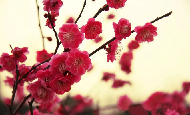 震撼，百米火龙+巨型摇钱树亮相鄢陵花博园！