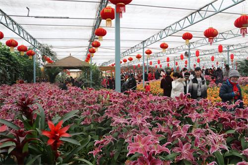 郑州绿博园：百合花海迎新
