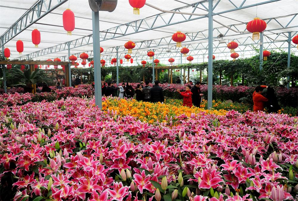 郑州绿博园：百合花海迎新