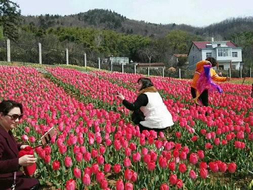 西九华山好风光，三月去看郁金香