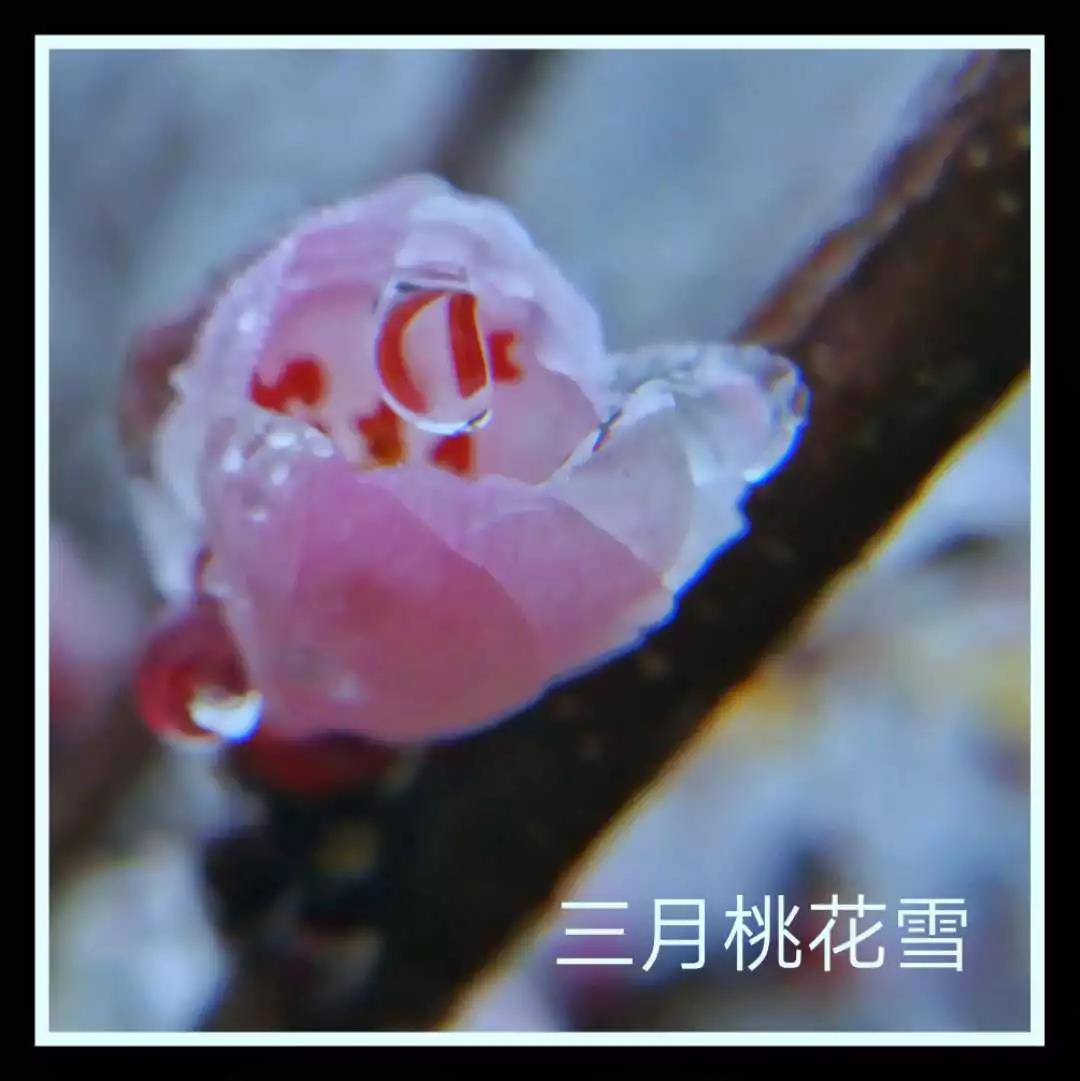 寻春赏花在云台,许你三月桃花雪 寻春赏花在云台,许你三月桃花雪