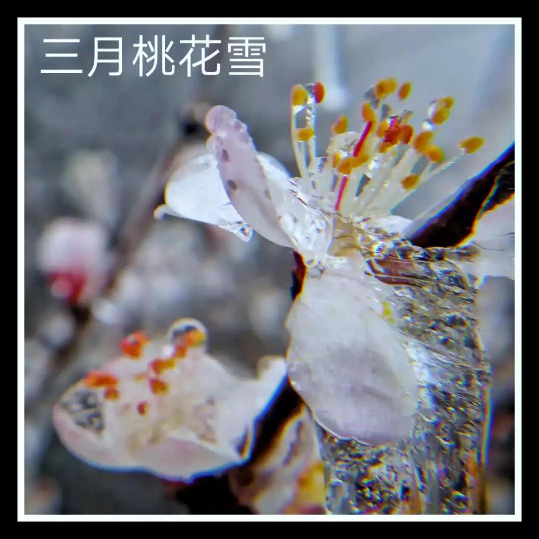 寻春赏花在云台,许你三月桃花雪 寻春赏花在云台,许你三月桃花雪