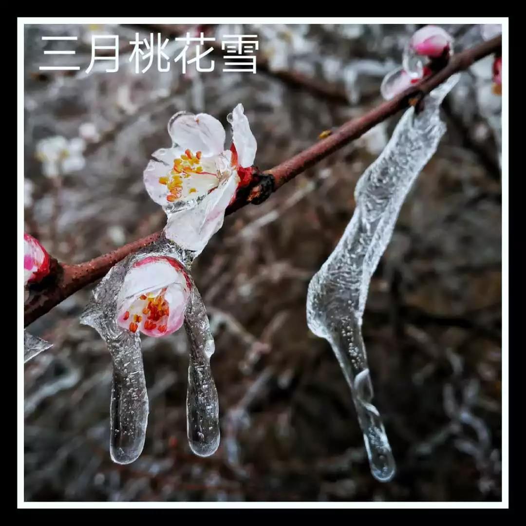 寻春赏花在云台,许你三月桃花雪 寻春赏花在云台,许你三月桃花雪