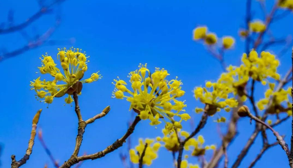 踏青赏花正当时 五朵山百花争艳为你盛开