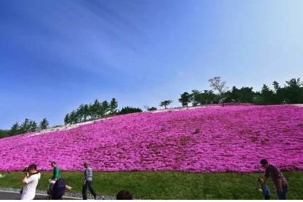 2018老君山高山花海节即将开幕，送你最全旅游攻略！
