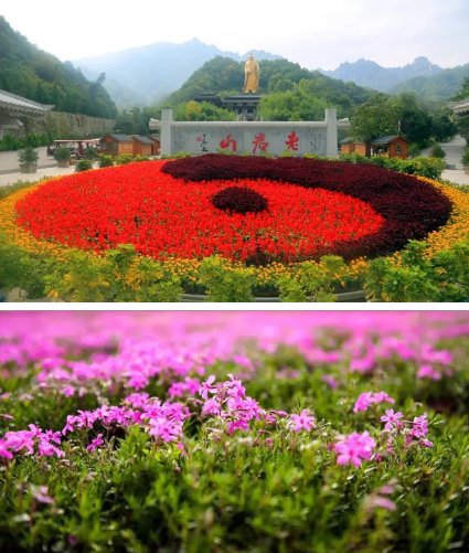 2018老君山高山花海节即将开幕，送你最全旅游攻略！