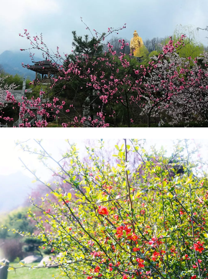 2018老君山高山花海节即将开幕，送你最全旅游攻略！