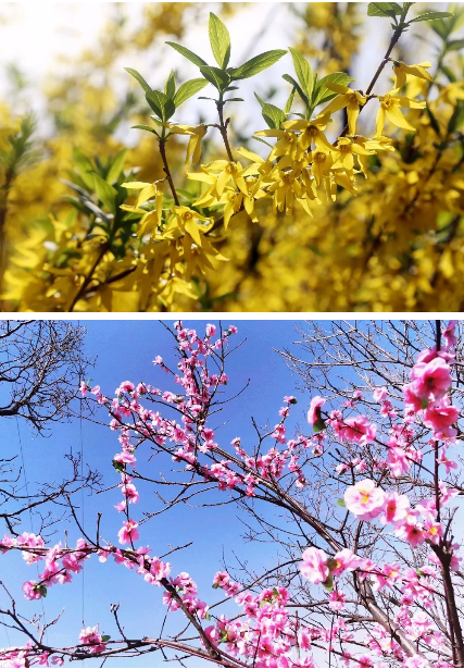 2018老君山高山花海节即将开幕，送你最全旅游攻略！