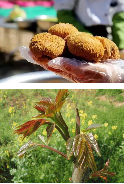 2018老君山高山花海节即将开幕，送你最全旅游攻略！