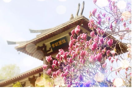 2018老君山高山花海节即将开幕，送你最全旅游攻略！