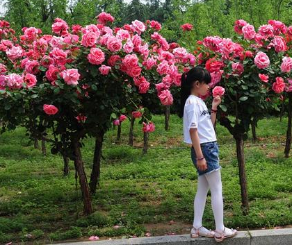 绿博园：初夏月季漫天香