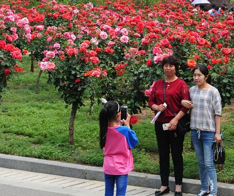 绿博园：初夏月季漫天香