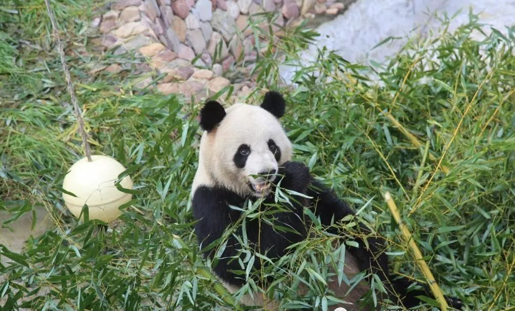 吃长桌宴 走网红桥 观大熊猫,龙潭大峡谷清凉之旅酷爽开启! 吃长桌宴 走网红桥 观大熊猫,龙潭大峡谷清凉之旅酷爽开启!