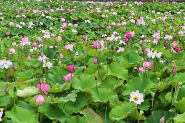 公益秋扒·暖心起航 ——千人走进栾川秋扒扶贫之旅 暨“秋扒荷花观赏季”盛大开启 公益秋扒·暖心起航 ——千人走进栾川秋扒扶贫之旅 暨“秋扒荷花观赏季”盛大开启