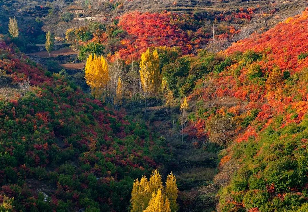 大熊山仙人谷首届山地菊花文化节惊艳来袭! 大熊山仙人谷首届山地菊花文化节惊艳来袭!