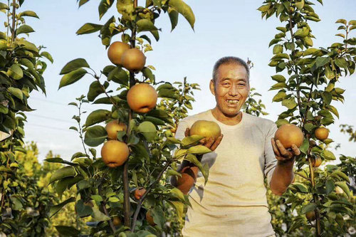 国庆七天乐 “梨梨”开心果 新安县的圆黄梨为何被疯狂采摘